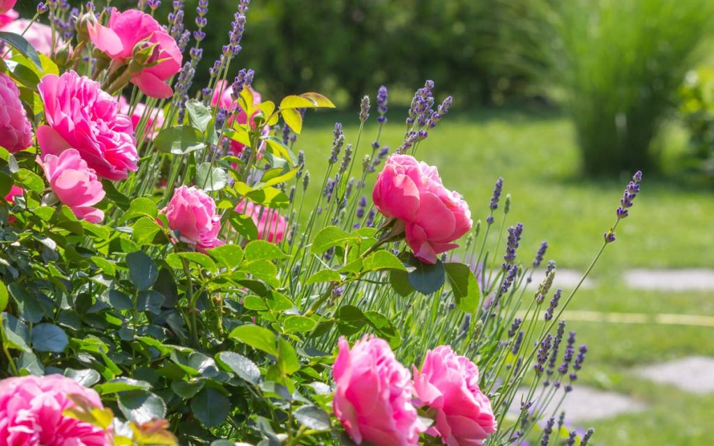 Blumen im Garten :: Foto Adobe Stock