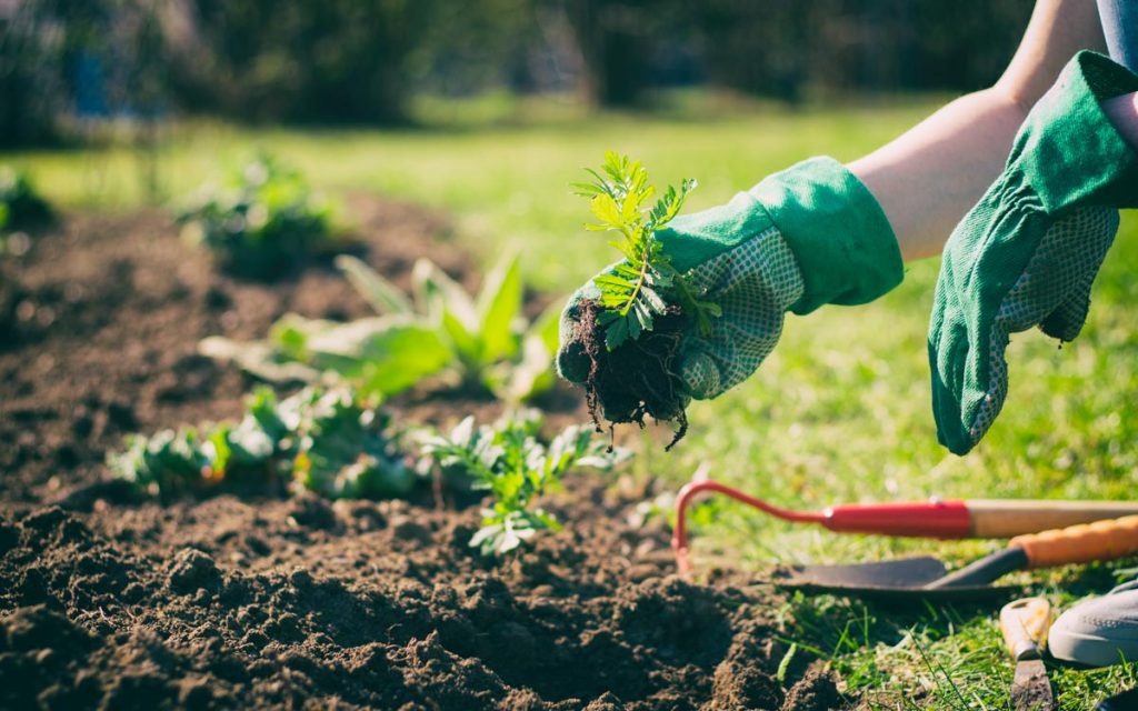 Gartenarbeit in der Erde :: Foto Adobe Stock